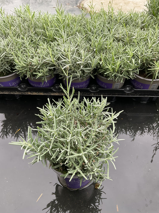 Lavandula angustifolia ‘Hidcote Blue’ P11