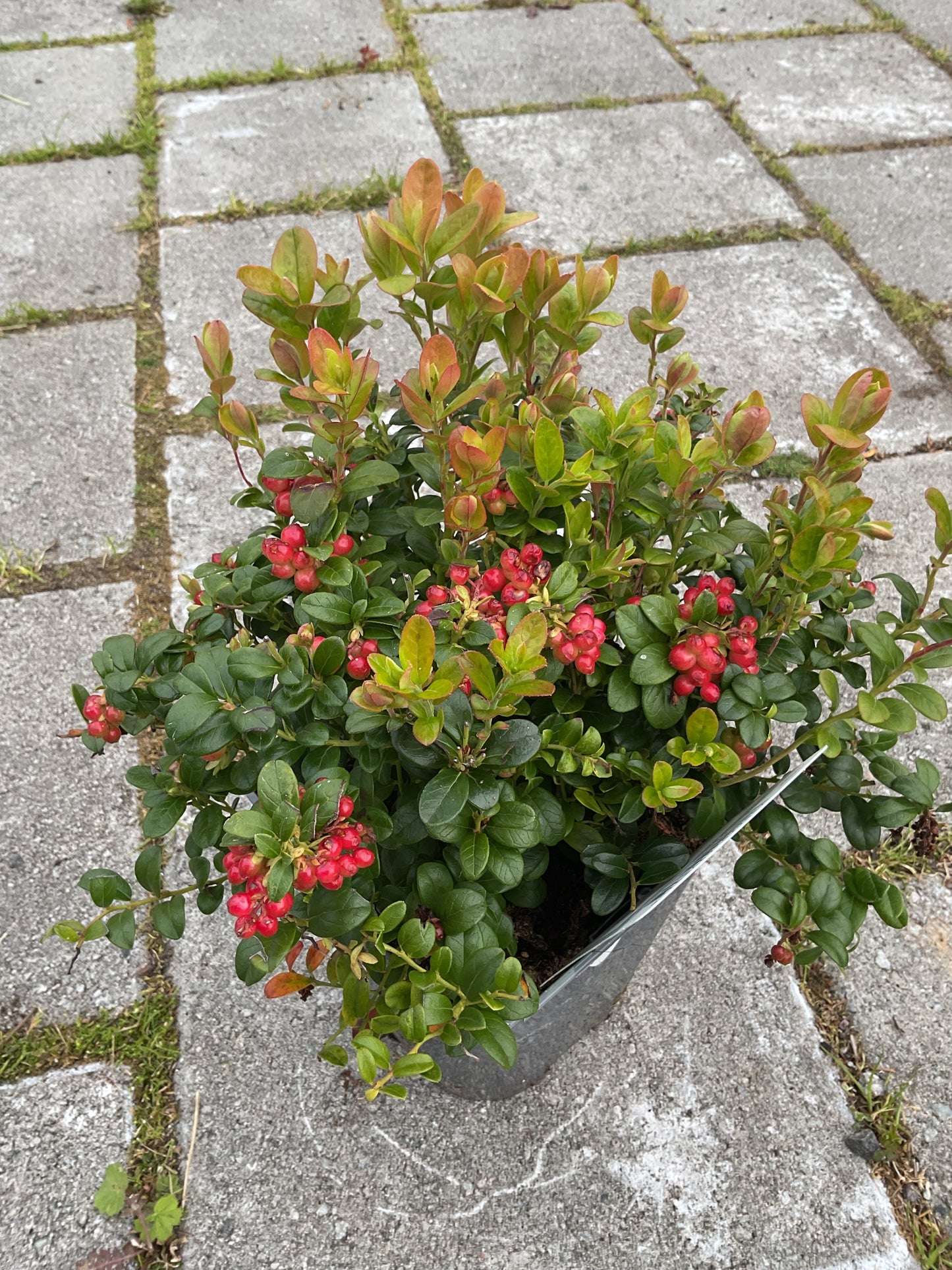 Vaccinium vitis-idea ‘Red Pearl’ P17