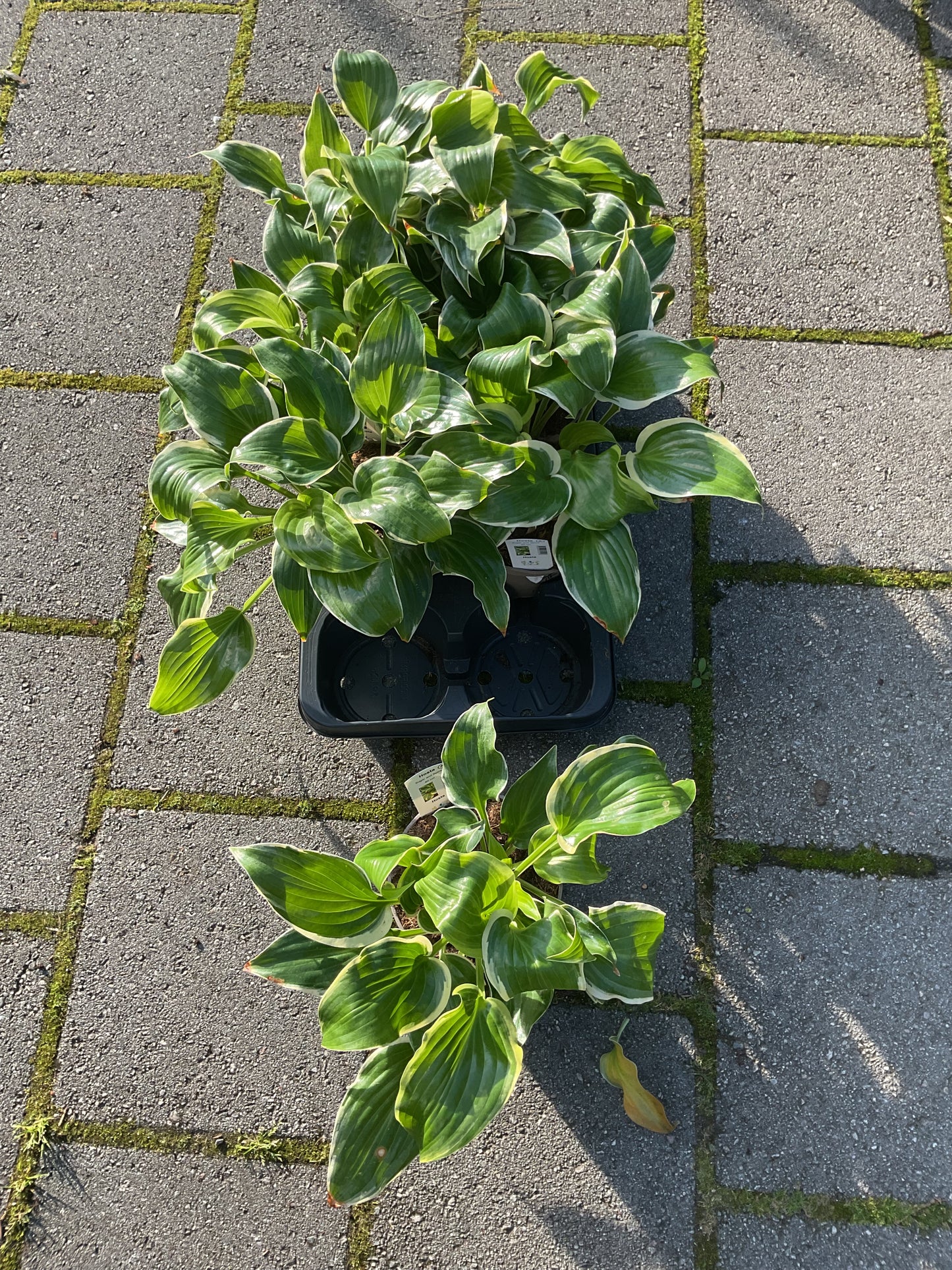 Hosta ‘Sugar and Spice’