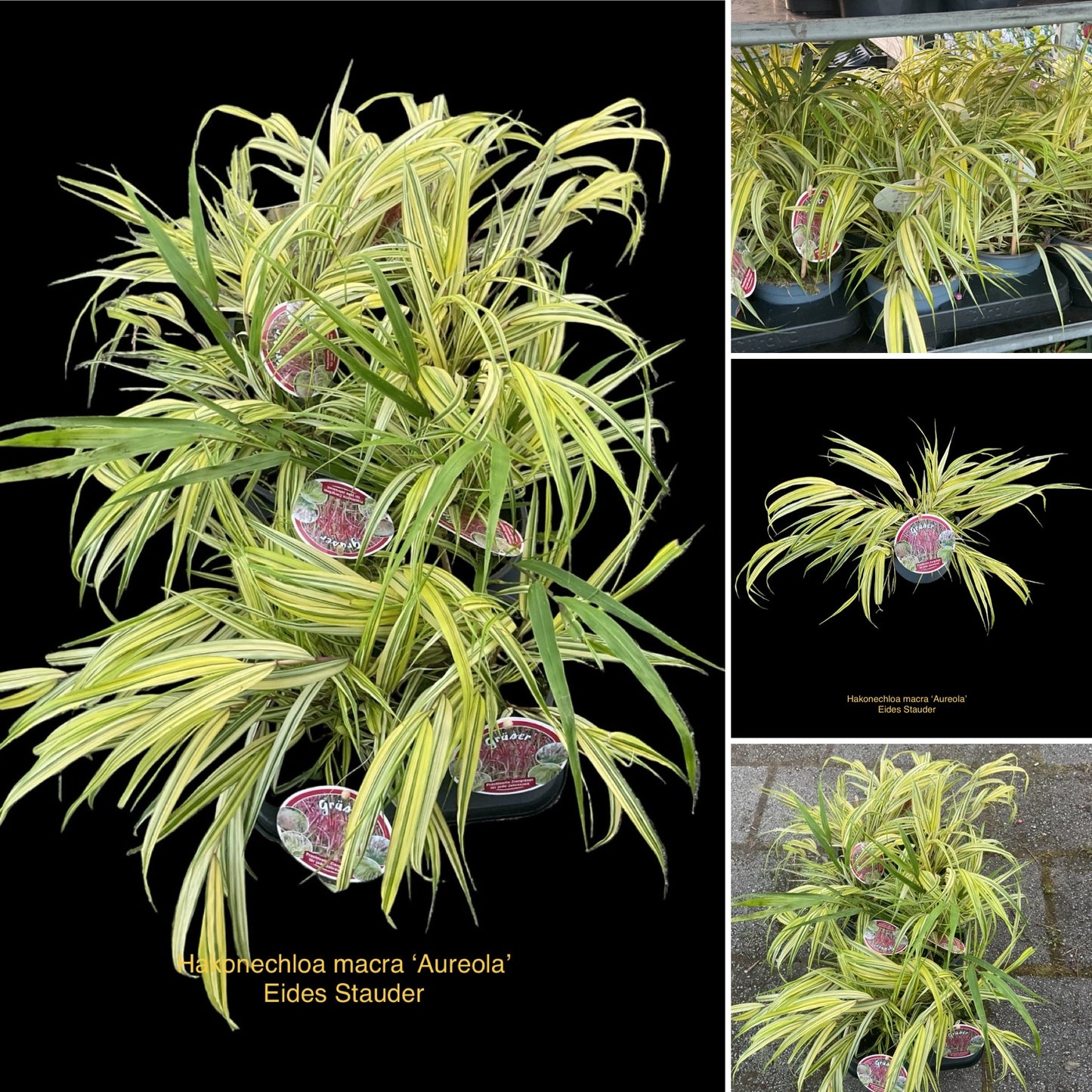 Hakonechloa macra ‘Aureola’ P13