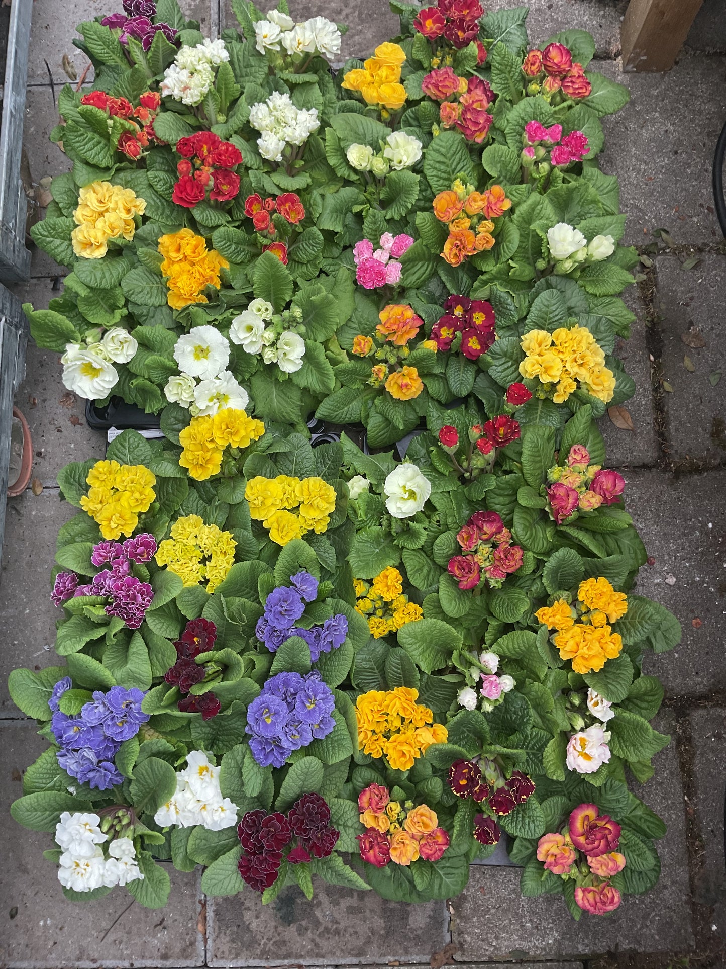 Primula ‘Petticoat’ 6stk planter i mix