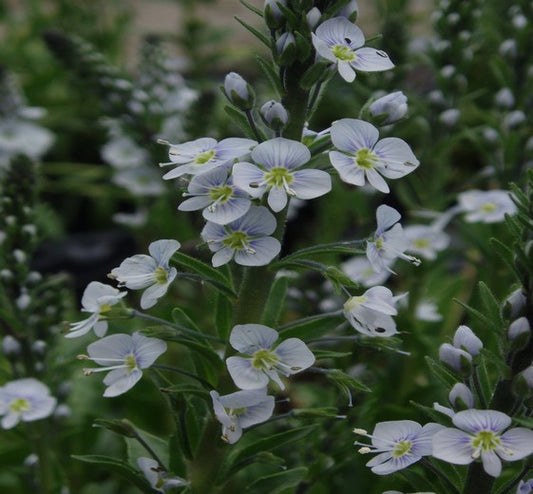 Veronica gentianoides