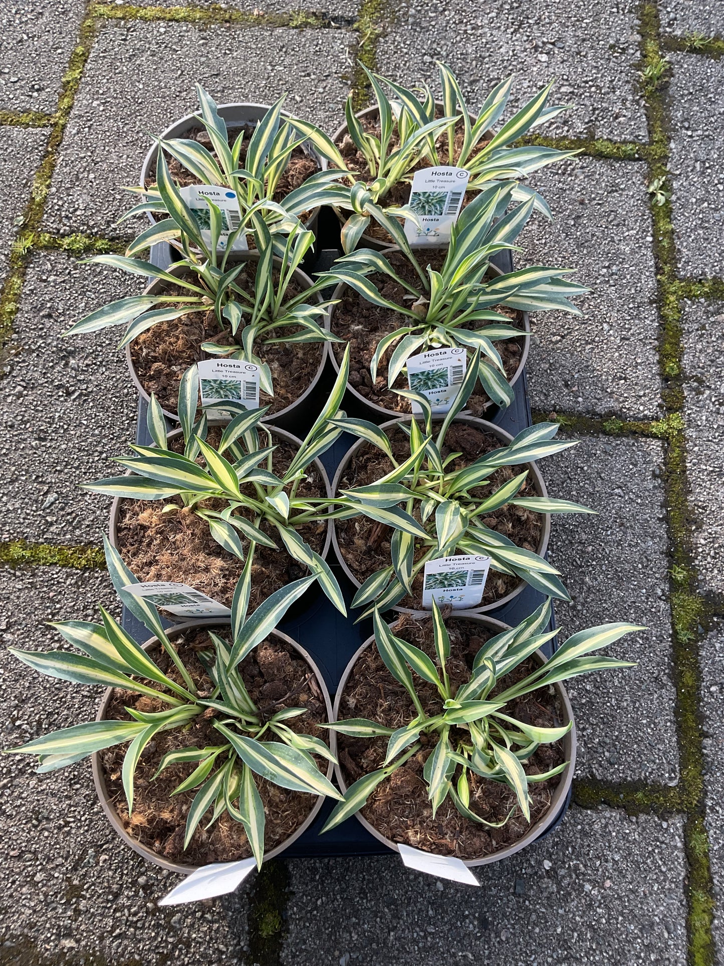 Hosta ‘Little Treasure’ P15