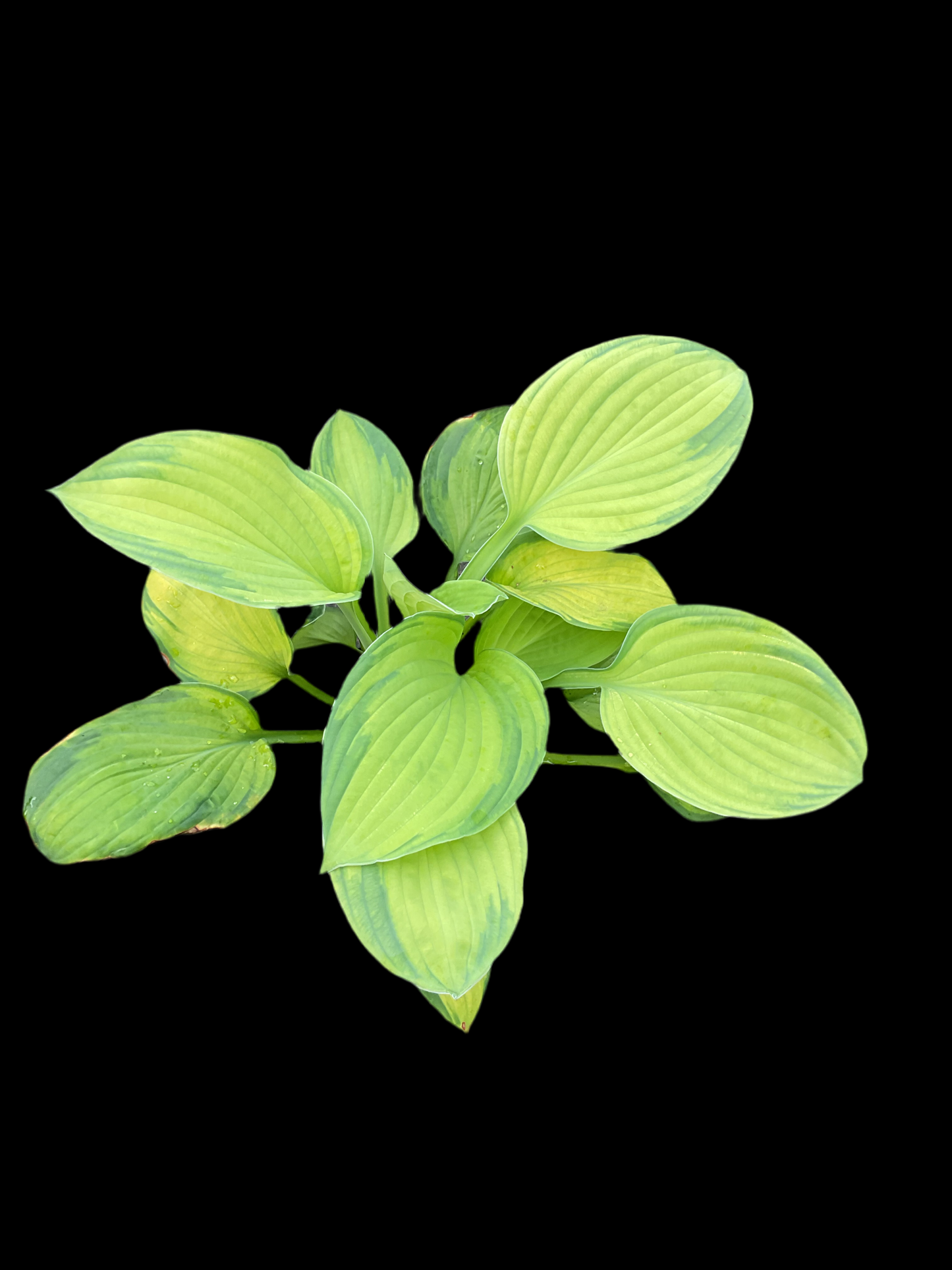 Hosta ‘Inniswood’