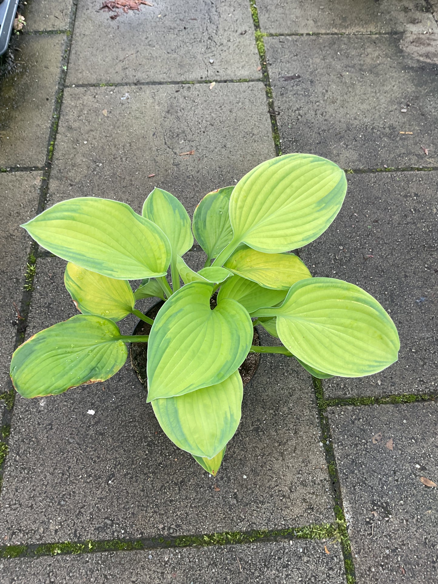 Hosta ‘Inniswood’