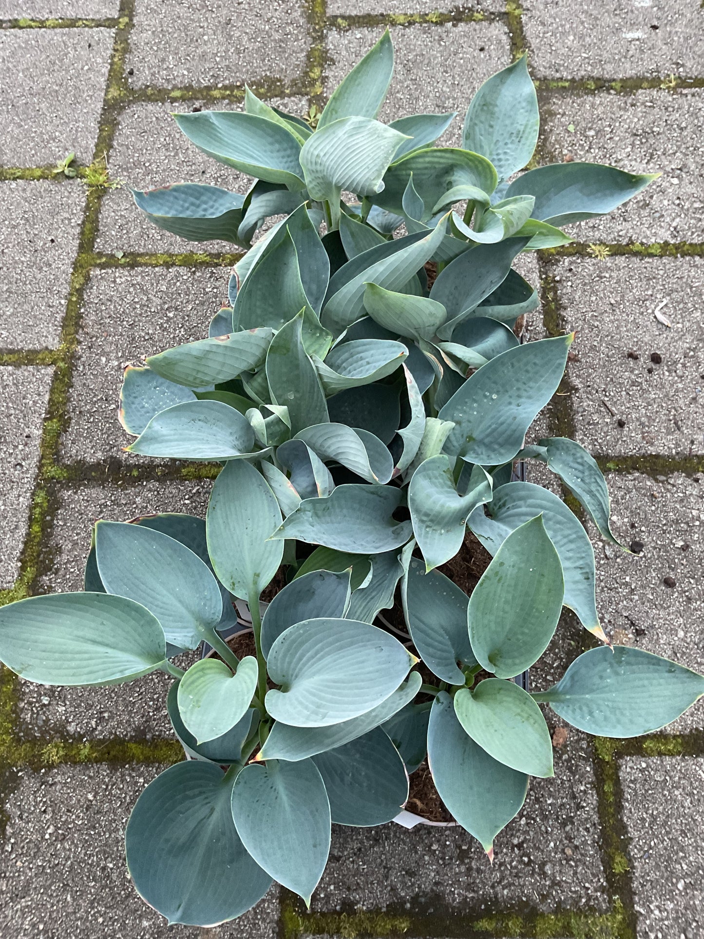 Hosta ‘Abiqua Drinking Gourd’