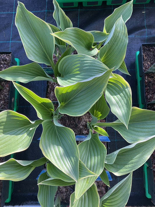 Hosta ‘Yellow River’