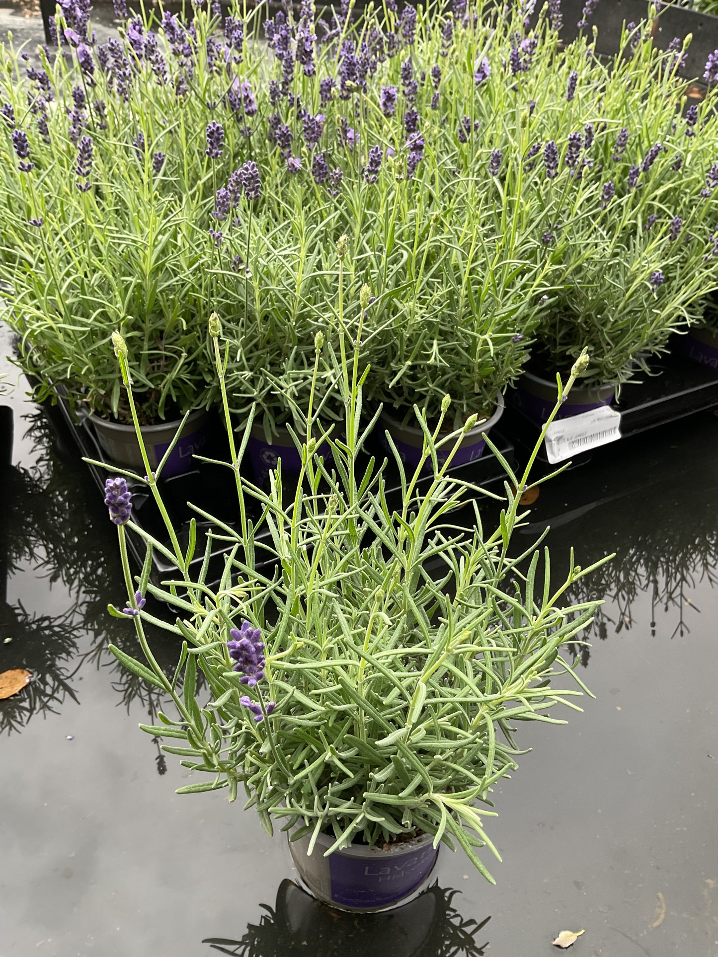 Lavandula ‘Hidcote Blue’ 6 stk i P11