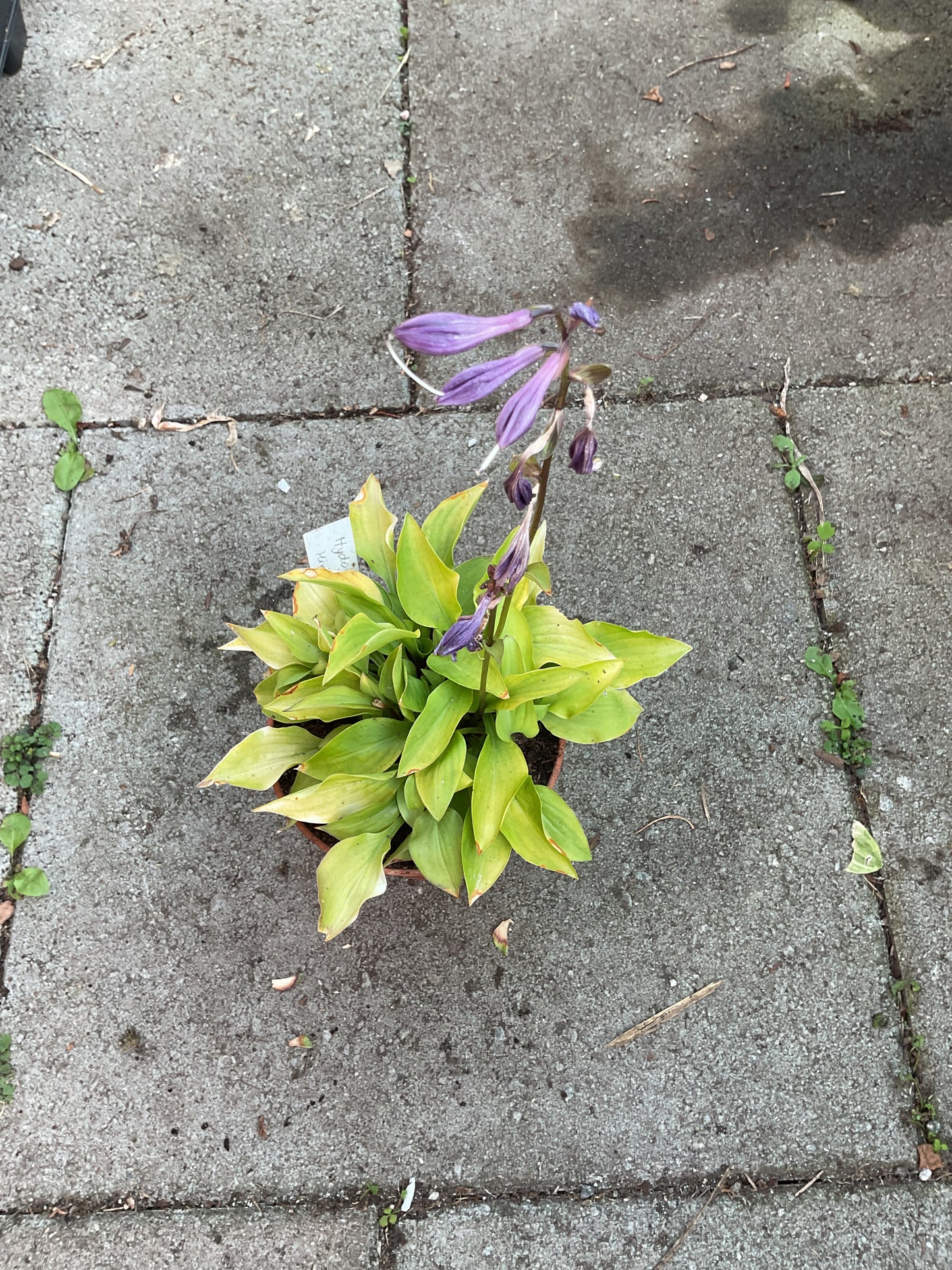 Hosta ‘Hydon Sunset’