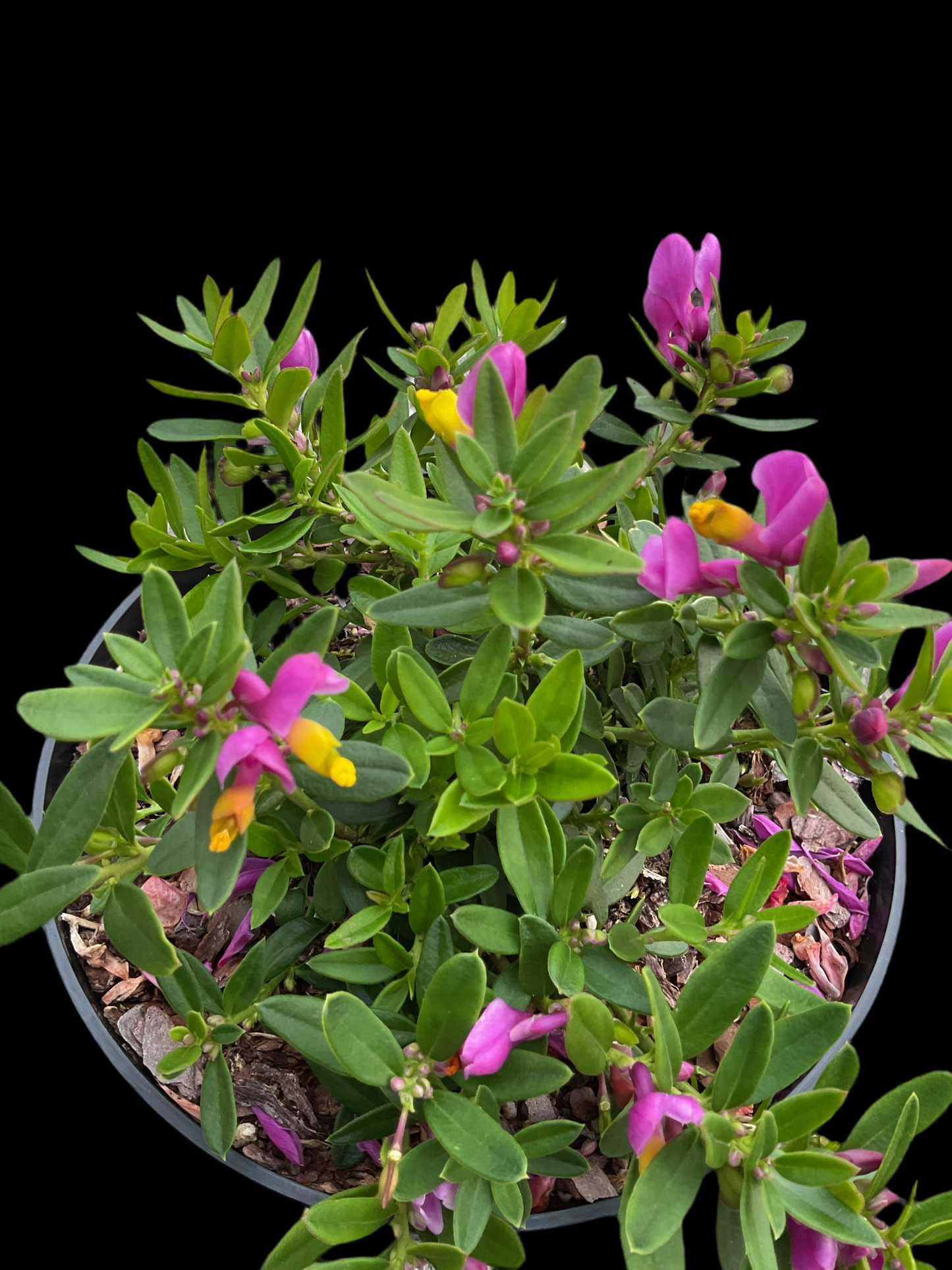 Polygala chamaebuxus ‘Grandiflora’ P19