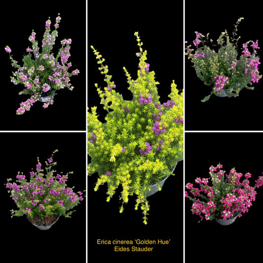 Erica cinerea P12