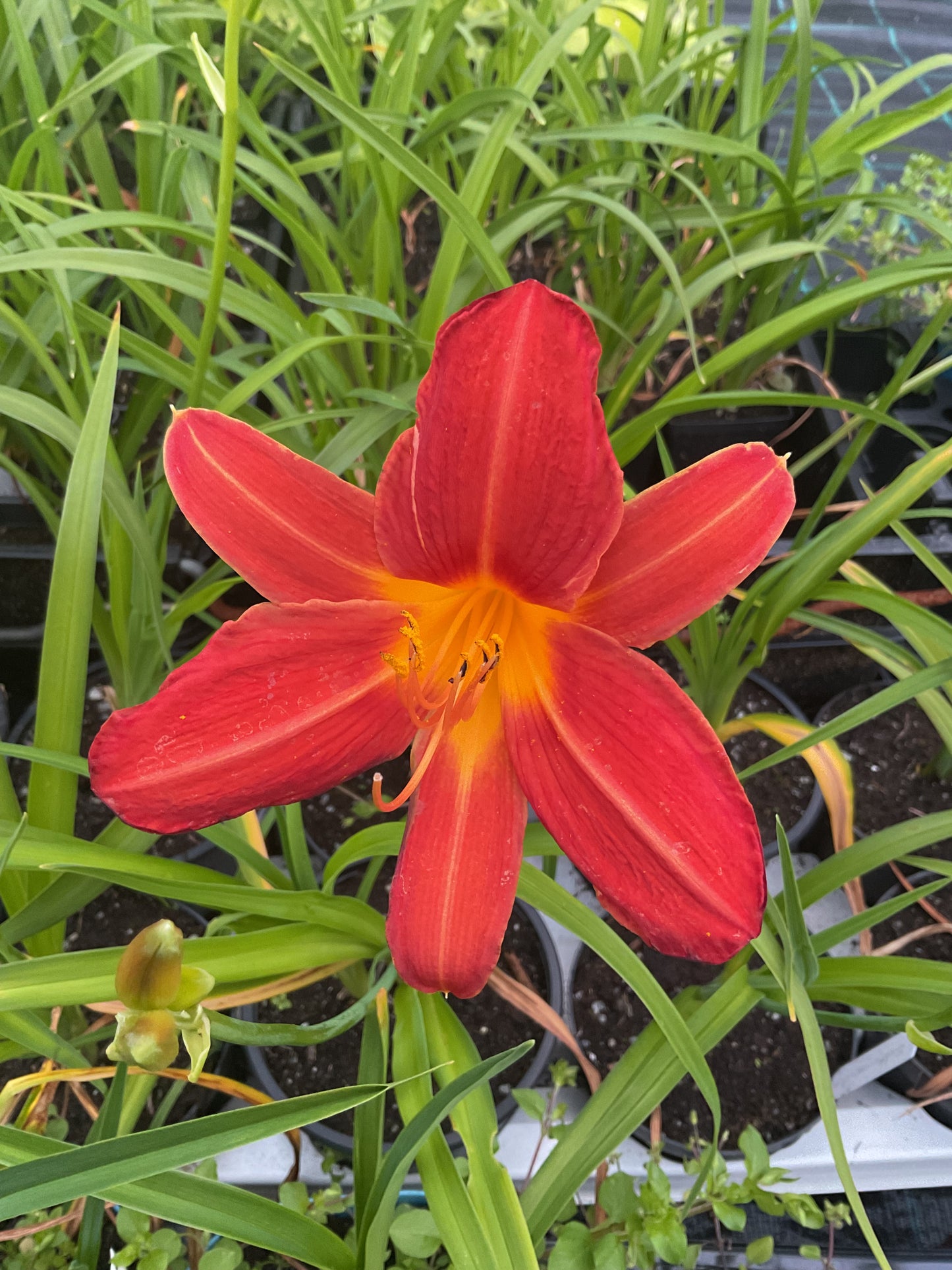 Hemerocallis ‘Baltimore Oreole’ P12