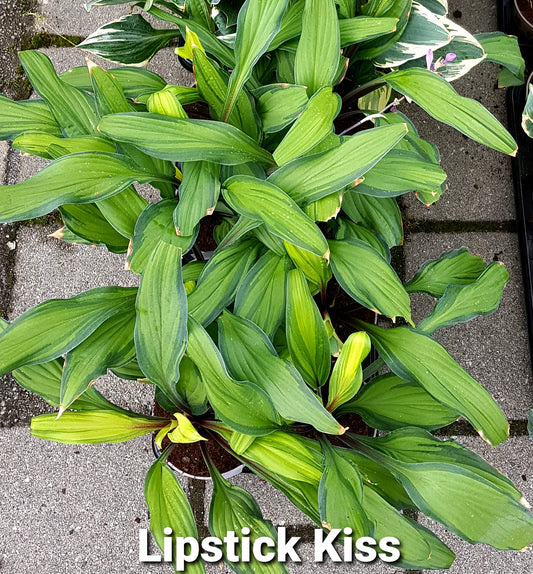 Hosta ‘Lipstick Kiss’ P15