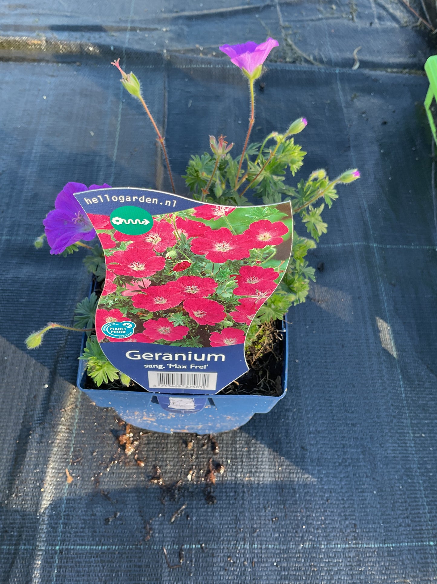 Geranium sanguineum ‘Max Frei’ P11x11