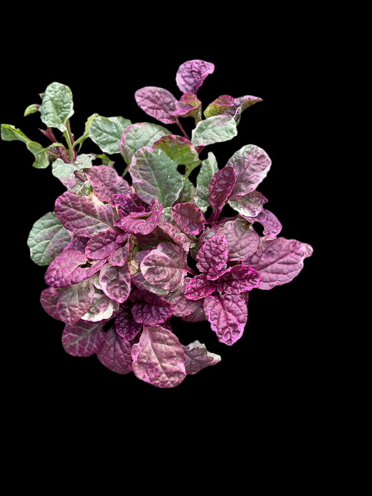 Ajuga reptans ‘Burgyndy Glow’ P13