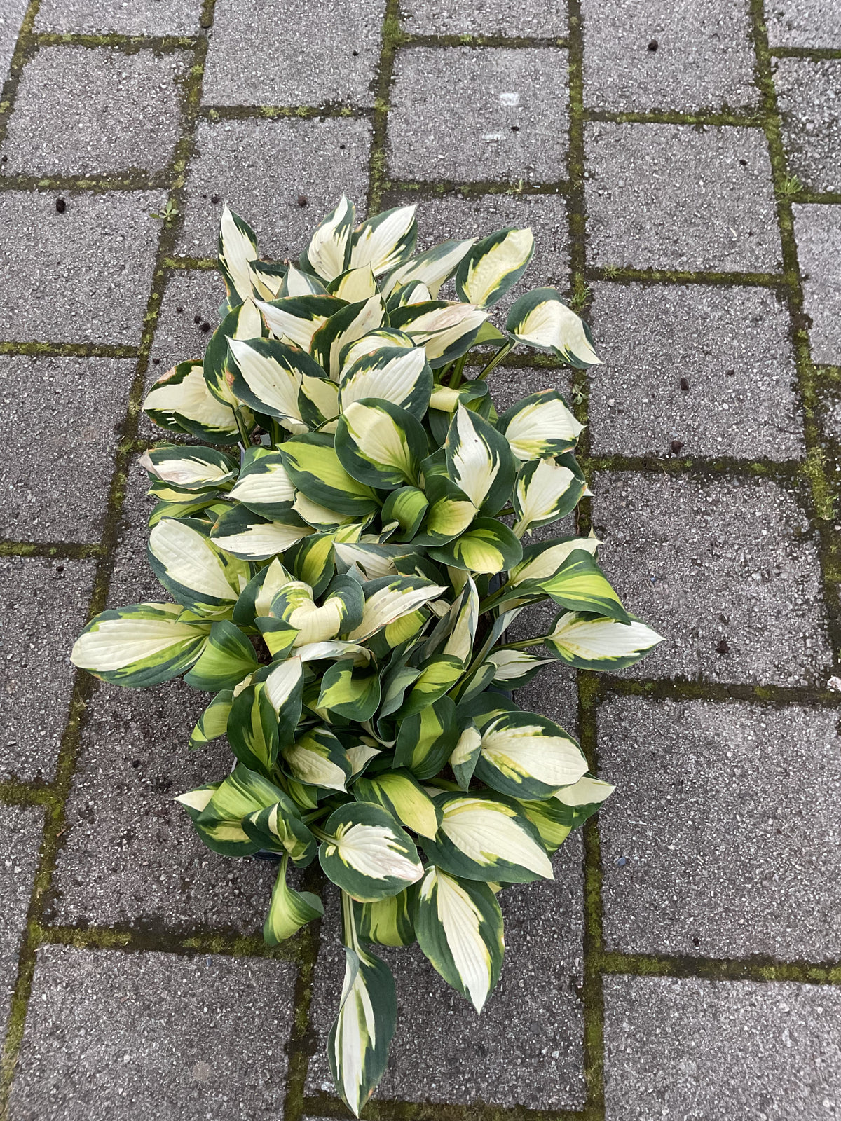 Hosta ‘Color Festival’