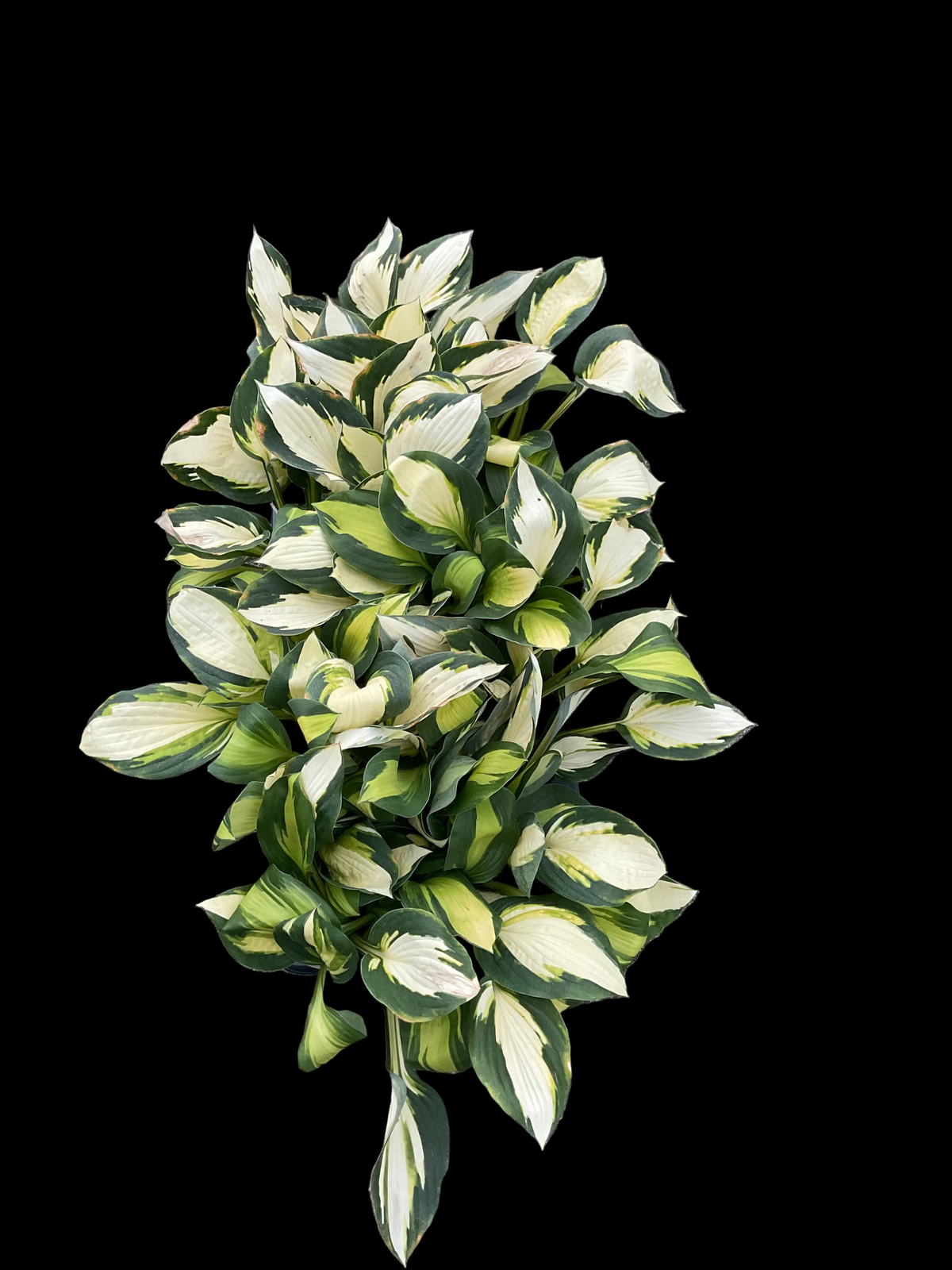 Hosta ‘Color Festival’