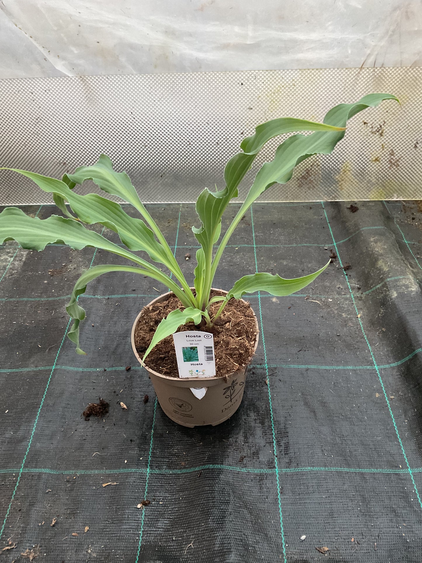 Hosta ‘Love Lost’ P15
