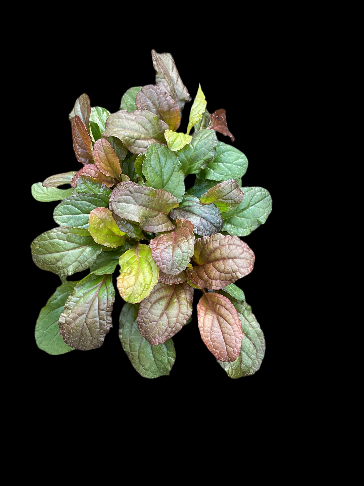 Ajuga reptans ‘Atropurpurea’ P13