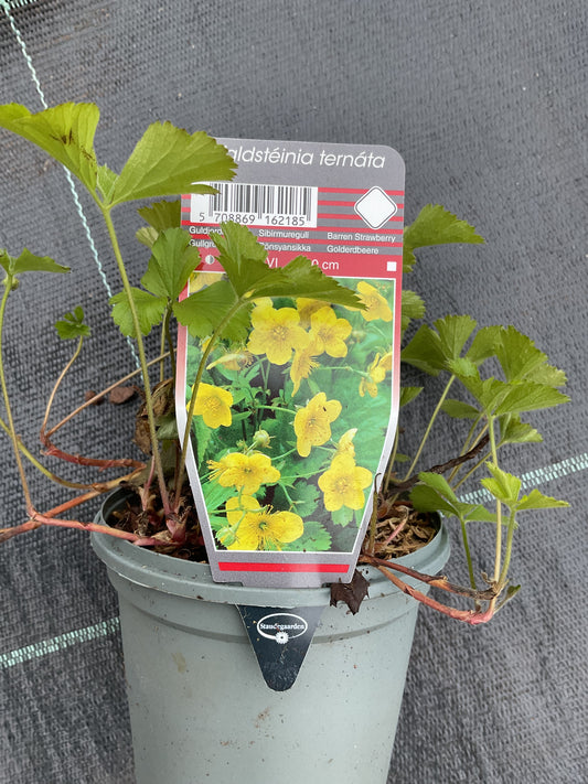 Waldsteinia ternata P11