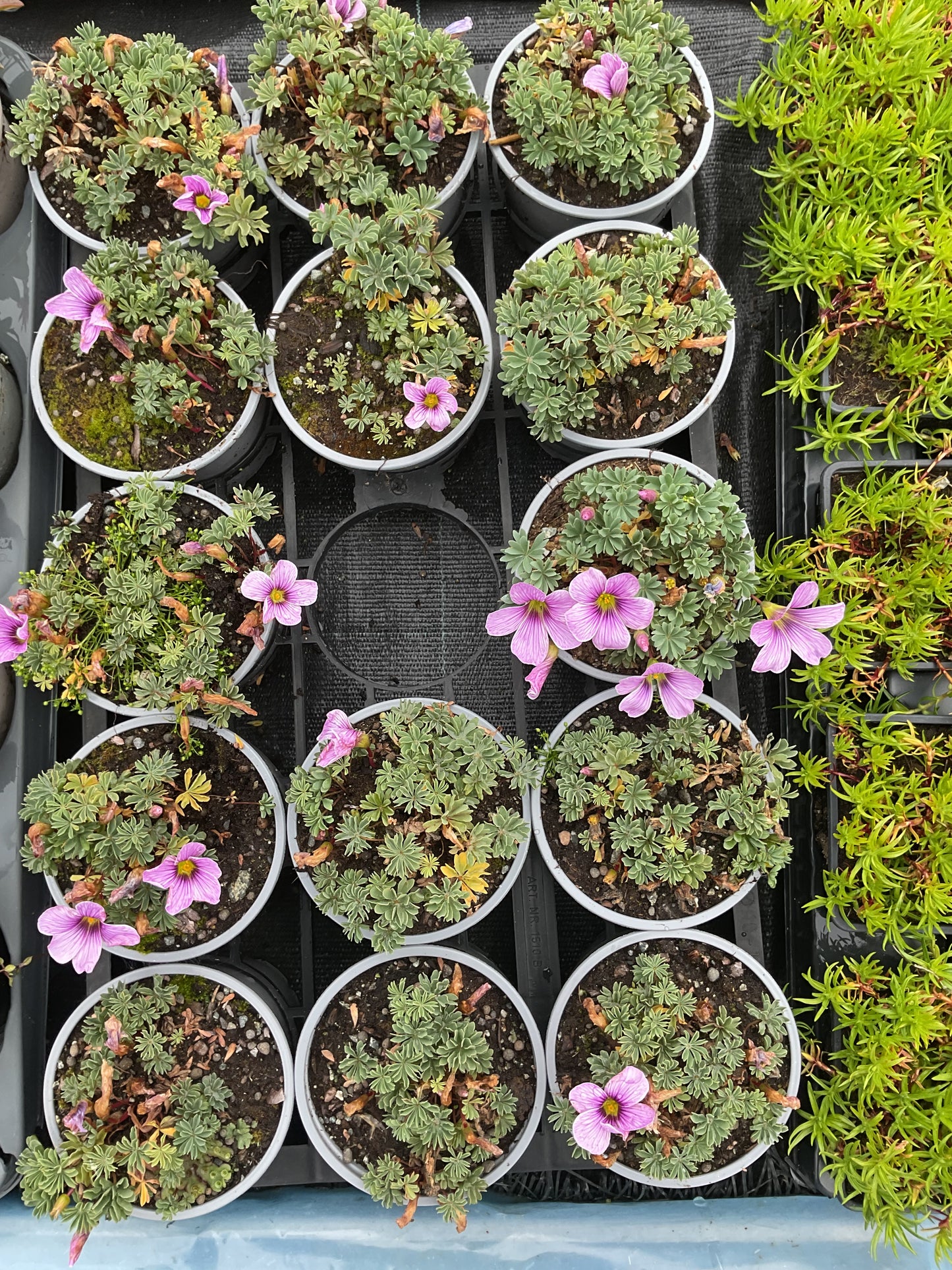 Oxalis hyb. ‘Ione Hecker’