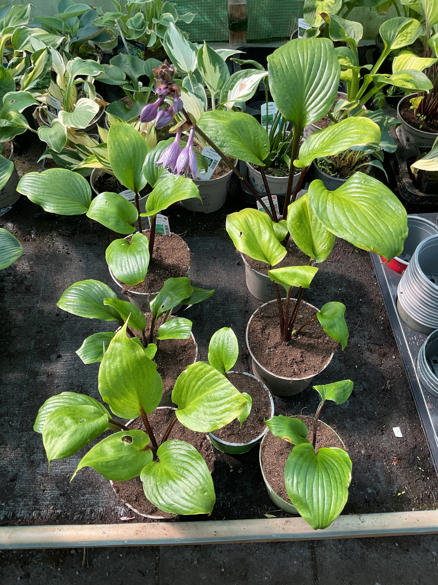 Hosta ‘Gooseberry Sundae’