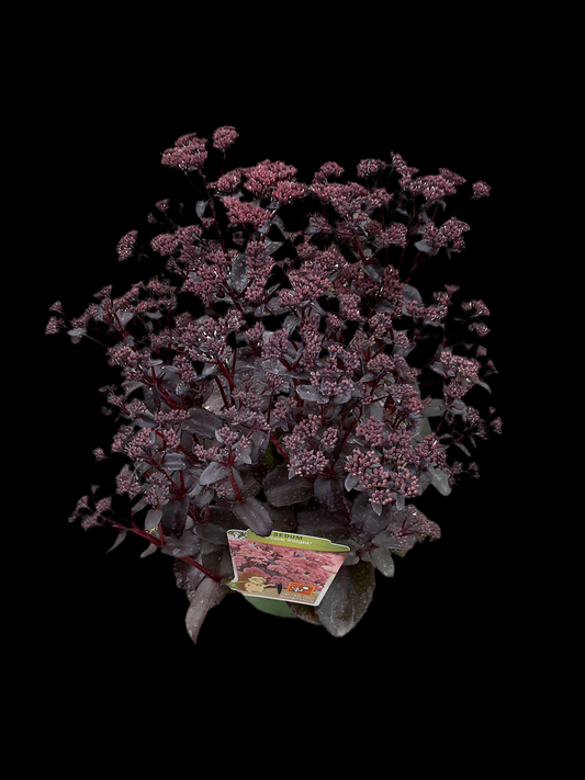 Sedum telephium ‘Black Knight’ P19