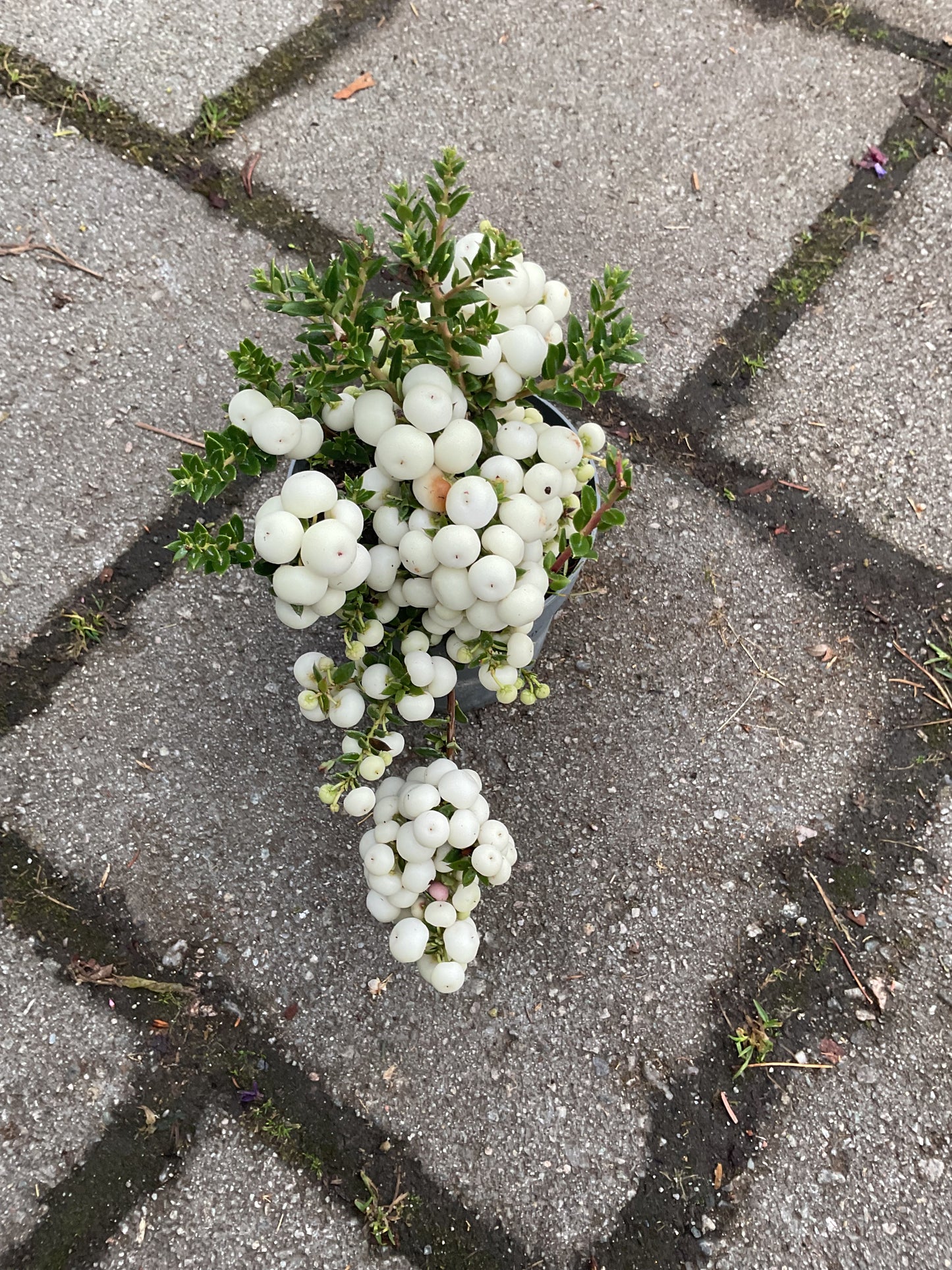 Gaultheria mucronata P11