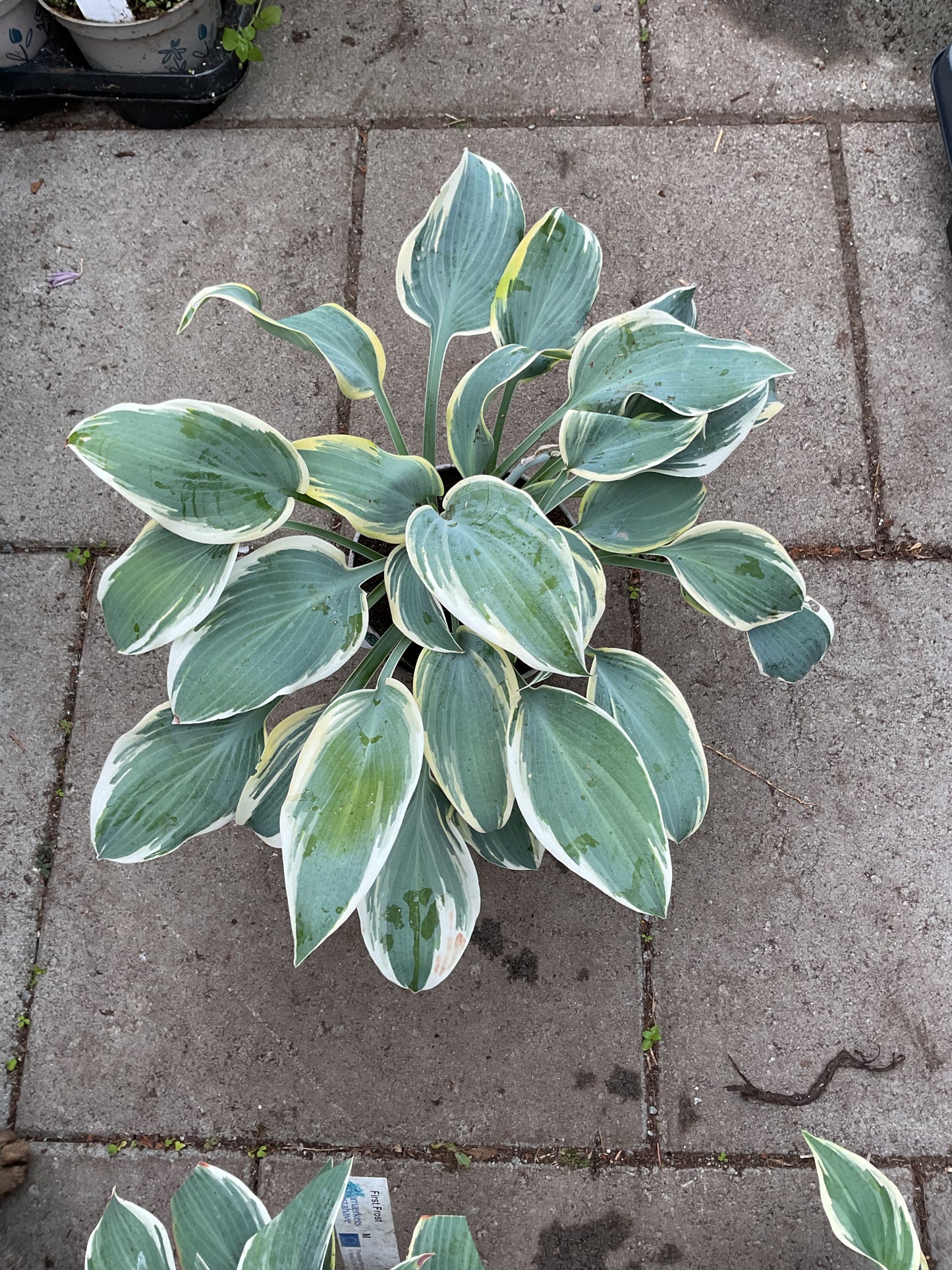 Hosta ‘First Frost’ P15