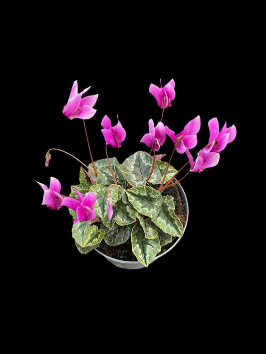 Cyclamen hederifolium ‘Pink’ P11