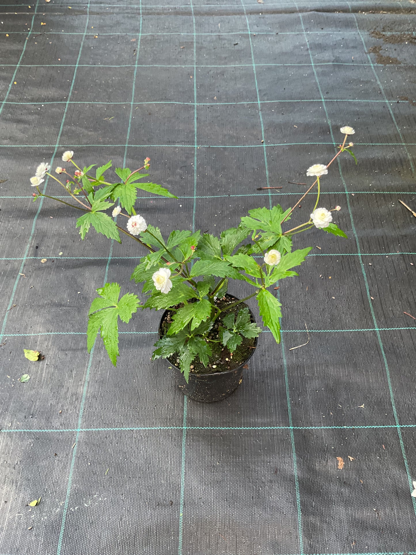 Ranunculus aconitifolius ‘Pleniflorus’ P13