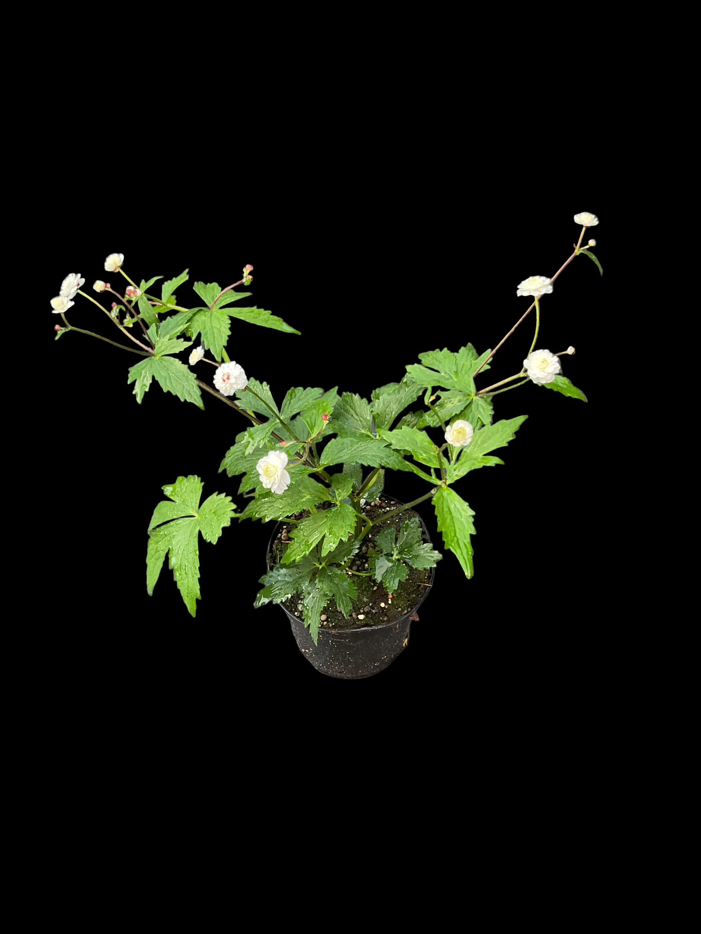 Ranunculus aconitifolius ‘Pleniflorus’ P13