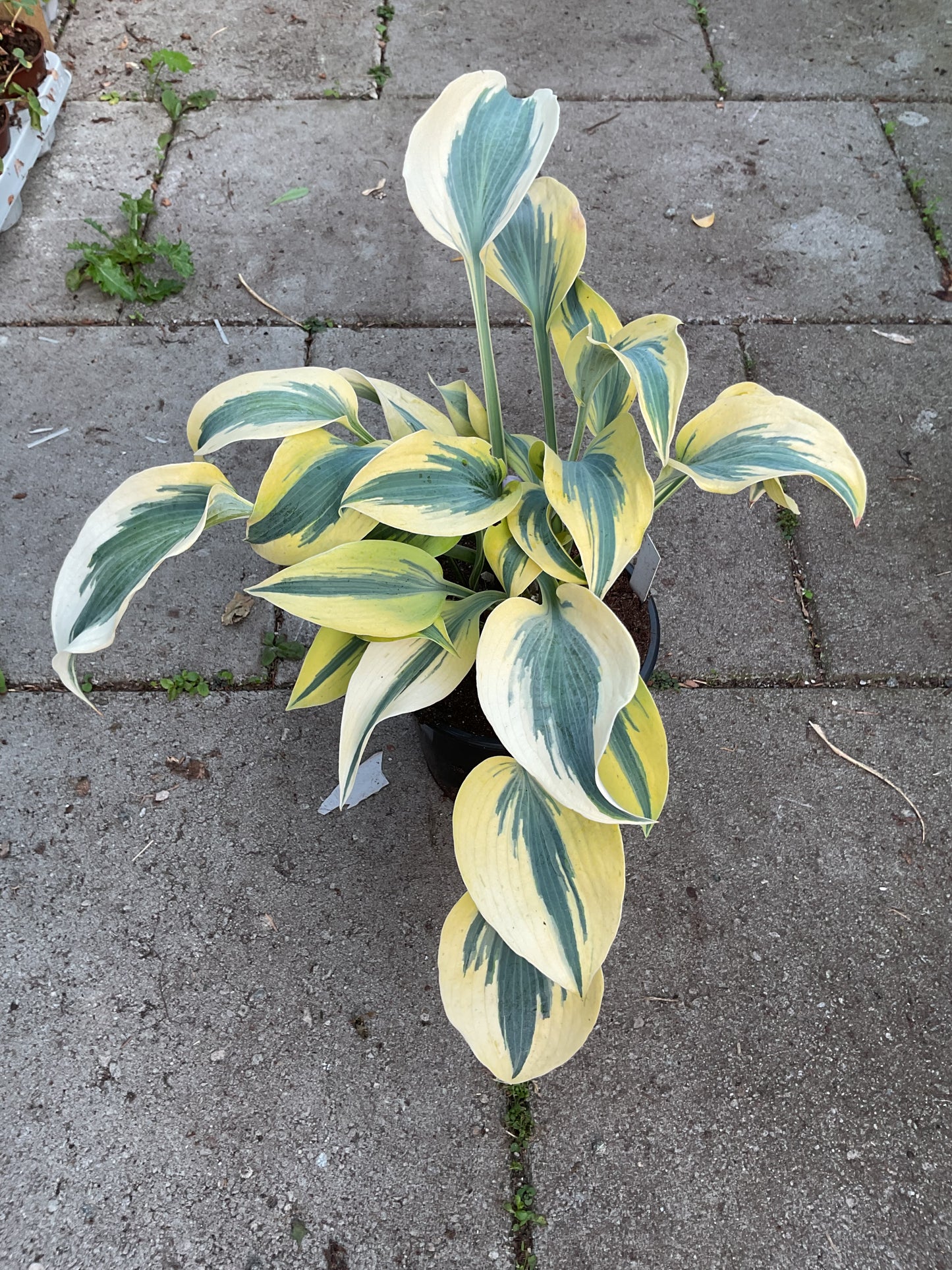 Hosta ‘Ben Vernooij’