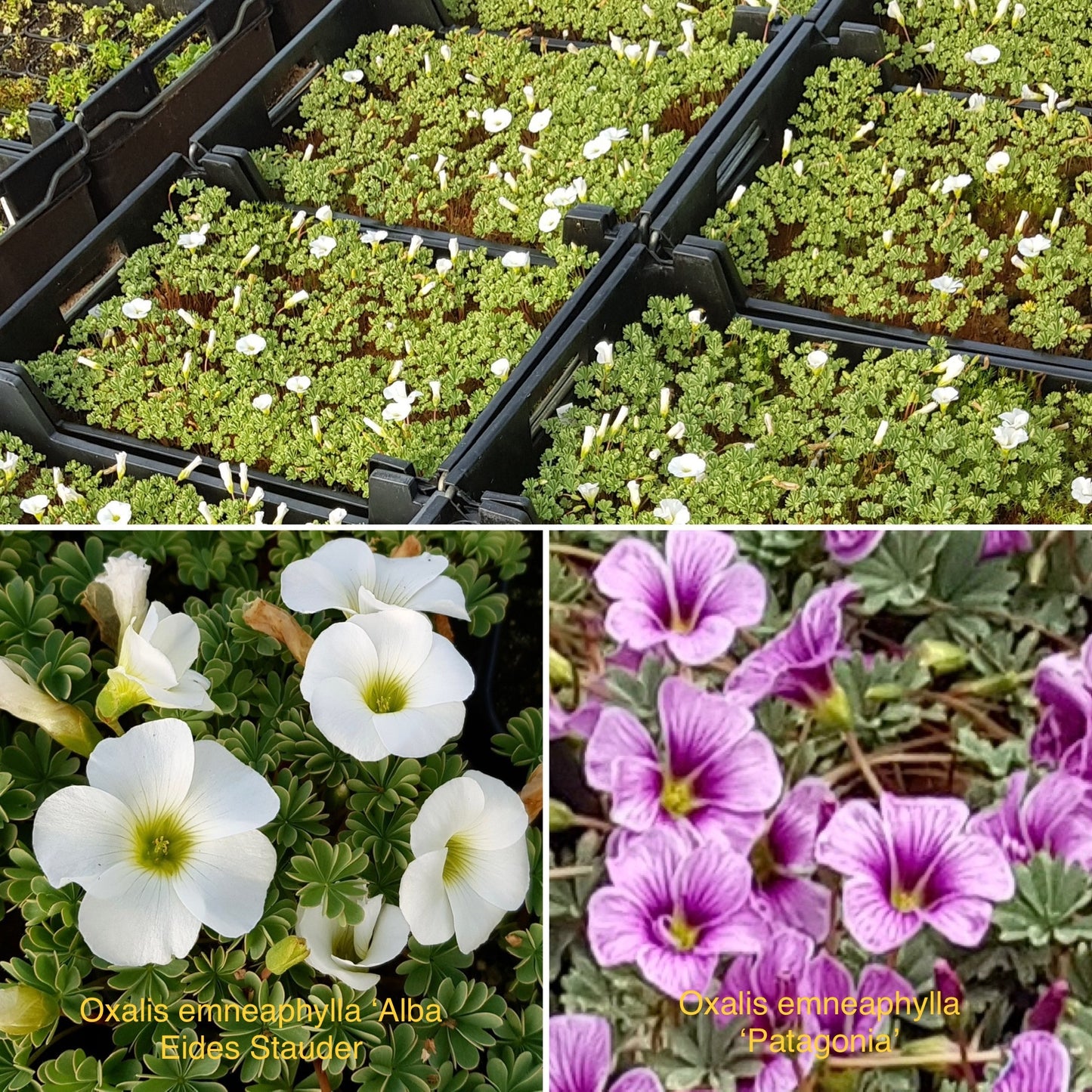 Oxalis enneaphylla ‘Alba’