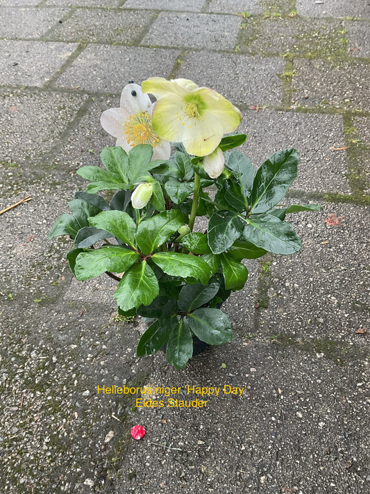 Helleborus niger ‘Happy Day’ P12
