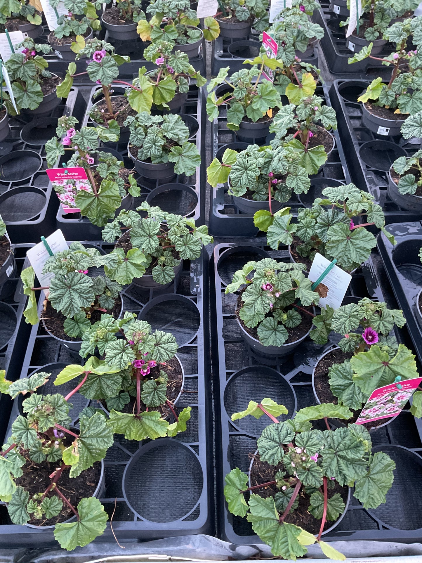 Malva sylv. ‘Zebrina’ Kolleksjon av 3 stk planter. P13