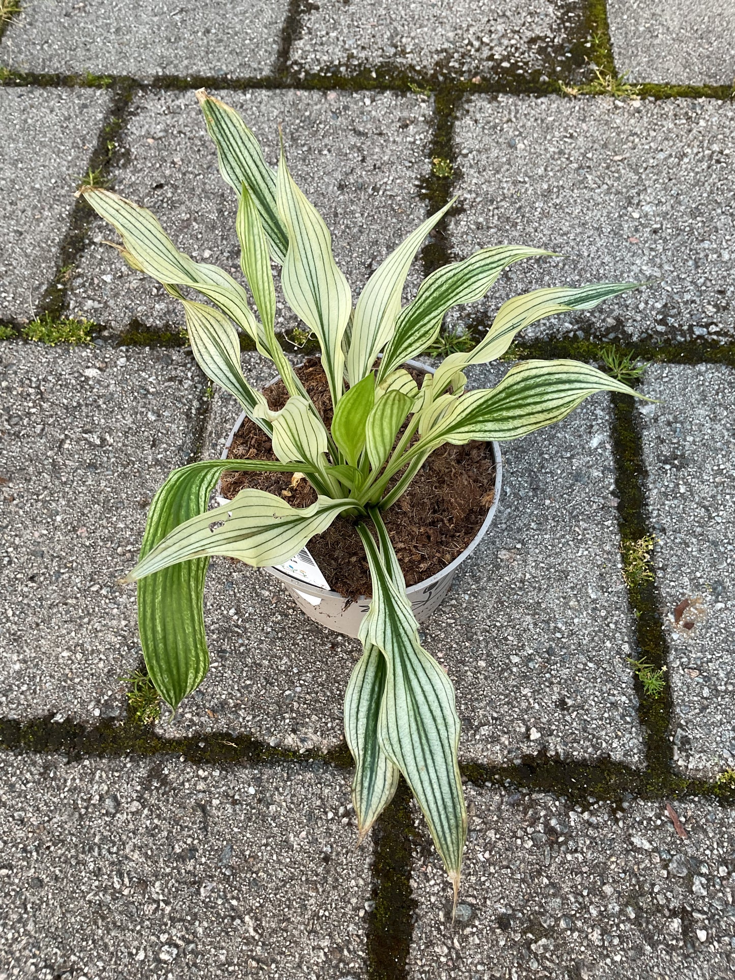 Hosta ‘Zebra Stripes’ P15