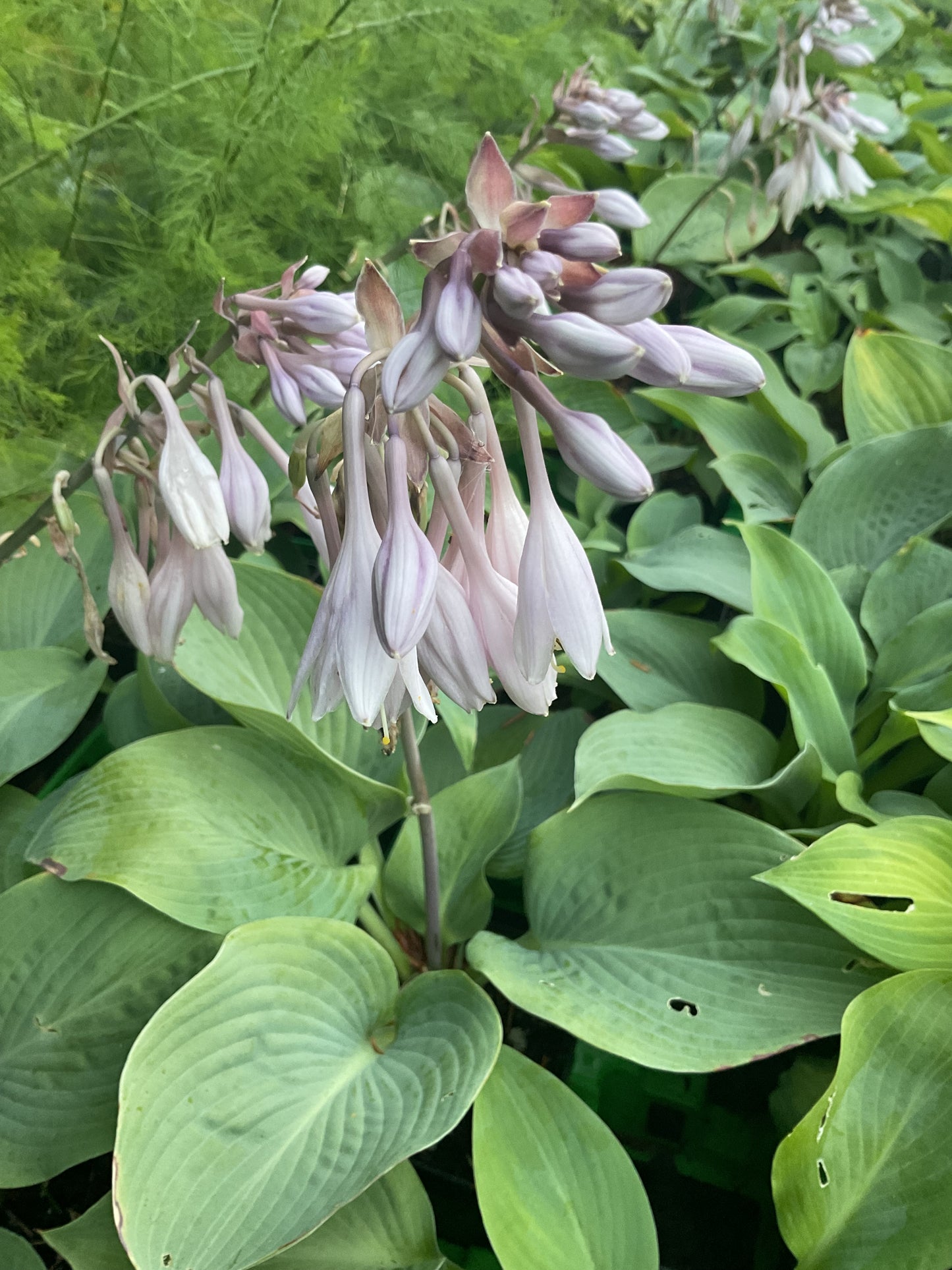 Hosta ‘T-Rex’ P15