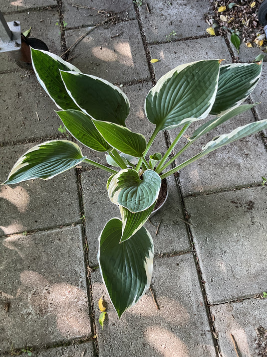 Hosta ‘Carol’ P15