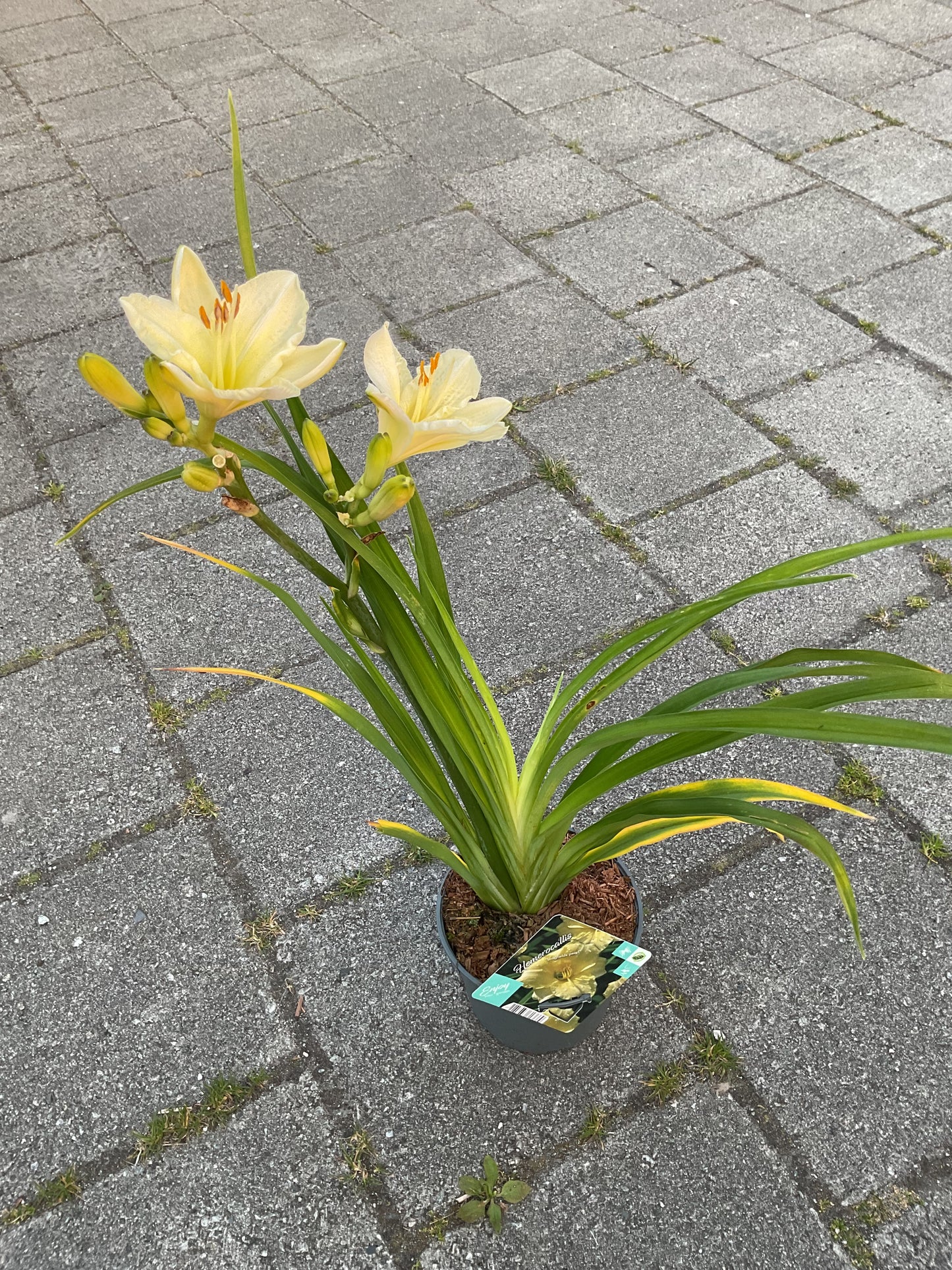 Hemerocallis ‘Longfields Pearl’ P17