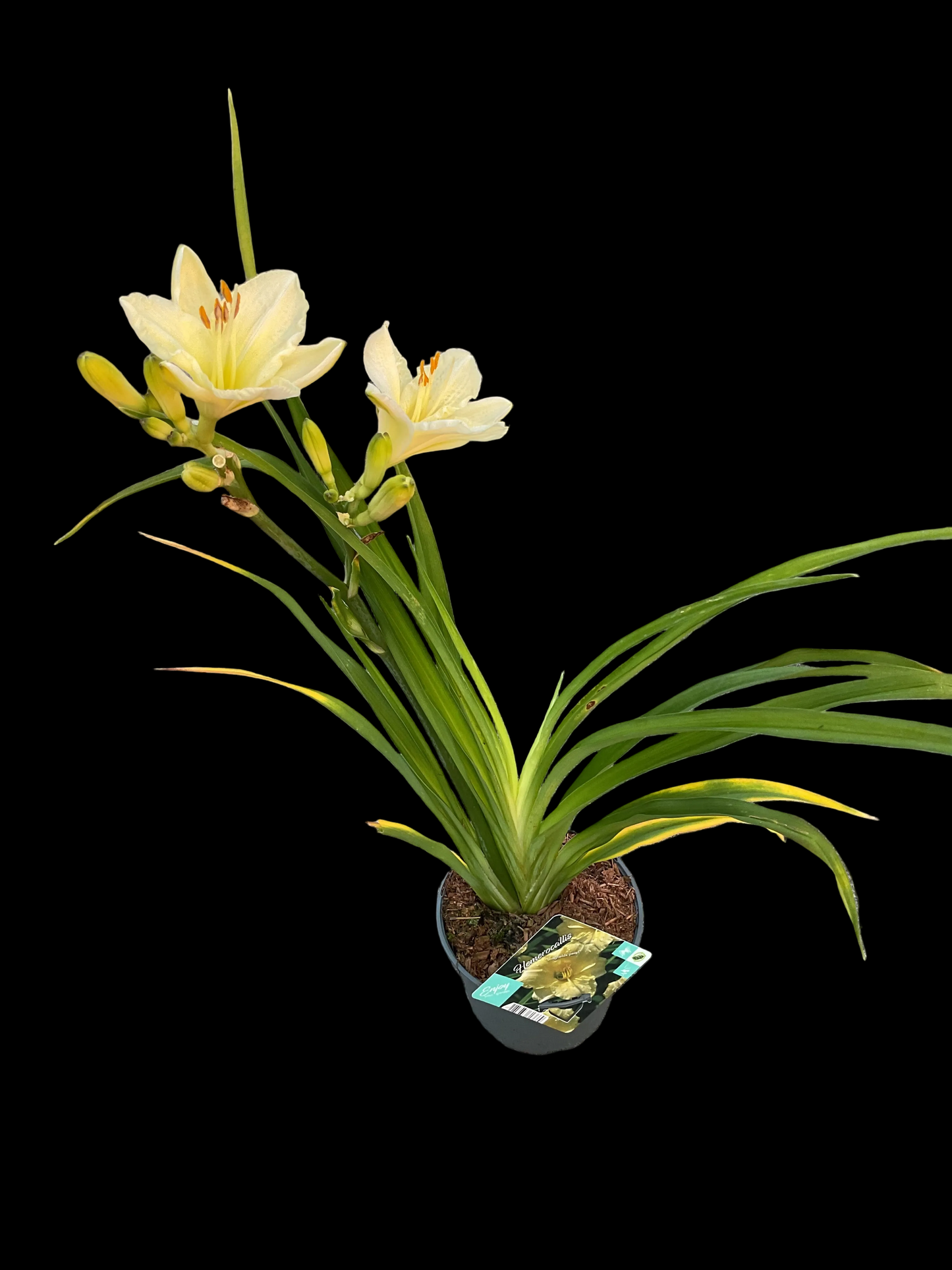 Hemerocallis ‘Longfields Pearl’ P17