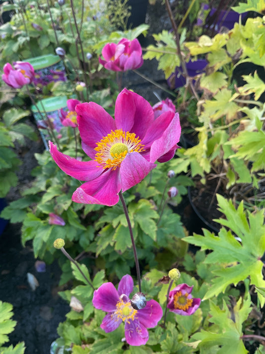 Anemone hup. ‘Fantasy Ariel’ P19