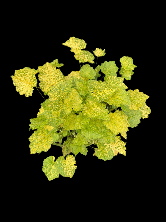 Tolmiea menziesii ‘Variegata’ P17