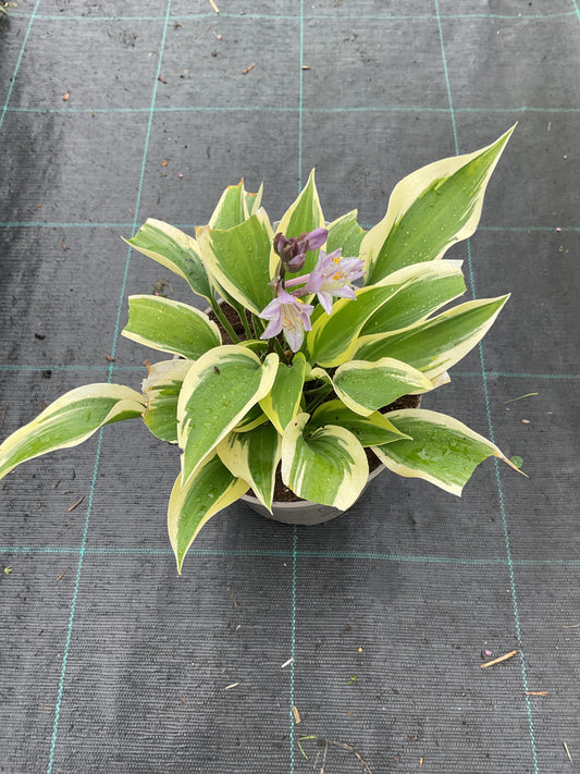 Hosta ‘Majestic’ P15
