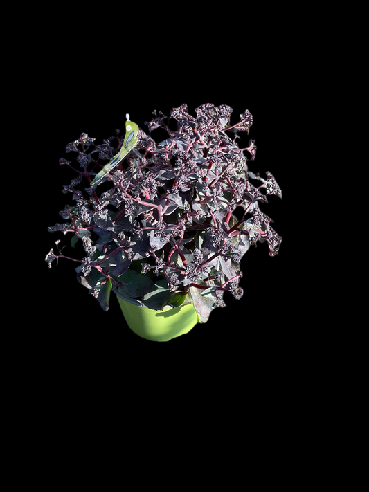 Sedum telephium ‘Seduction Rosé Soirée' P17
