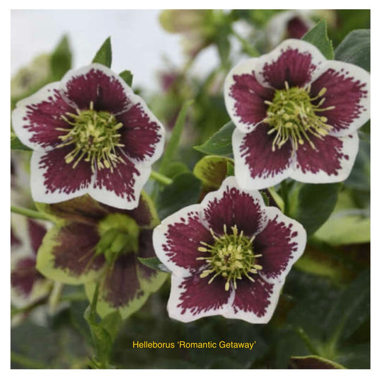 Helleborus orientalis ‘Romantic Getaway’ P17