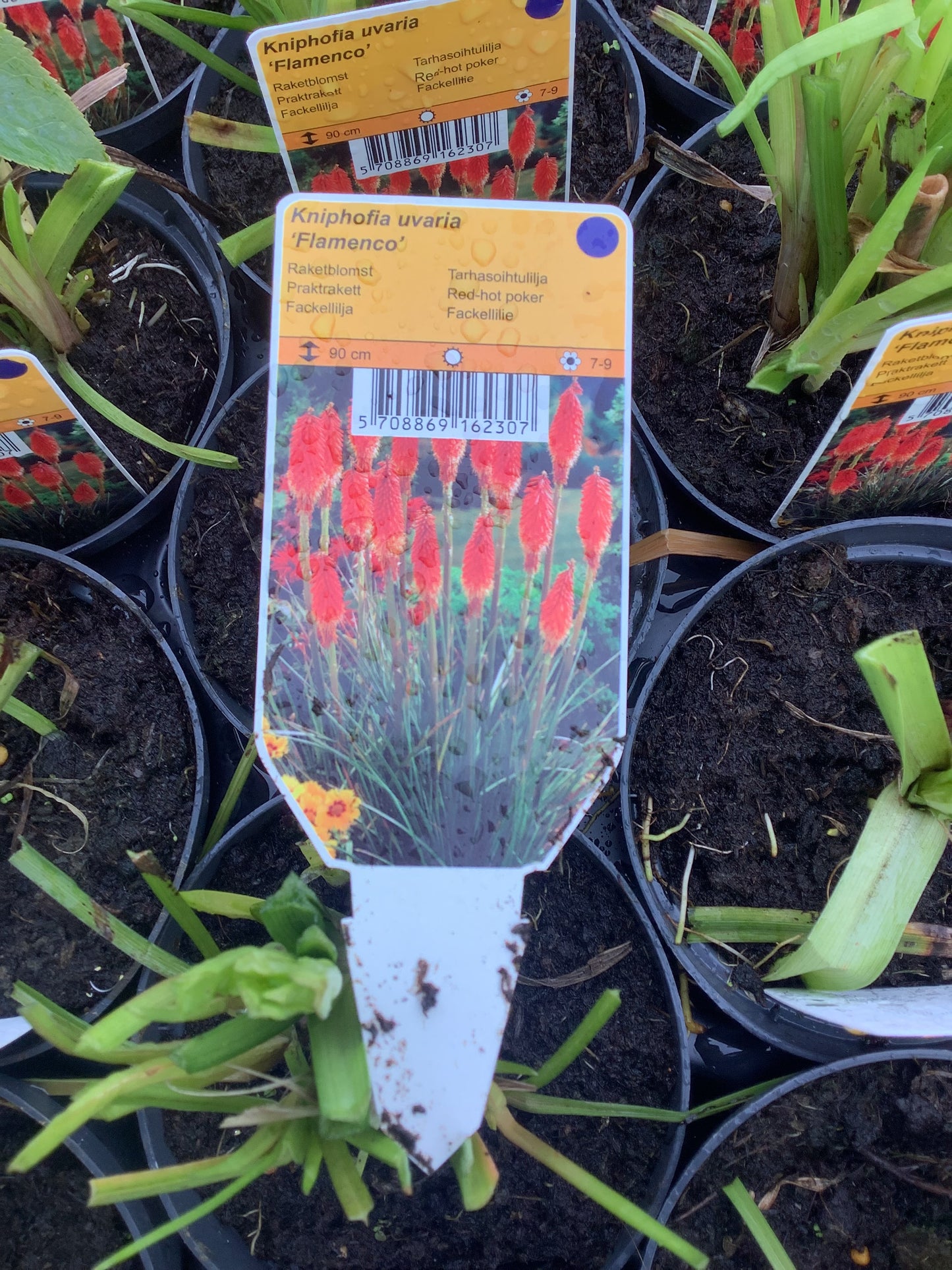 Kniphofia uvaria ‘Flamenco’