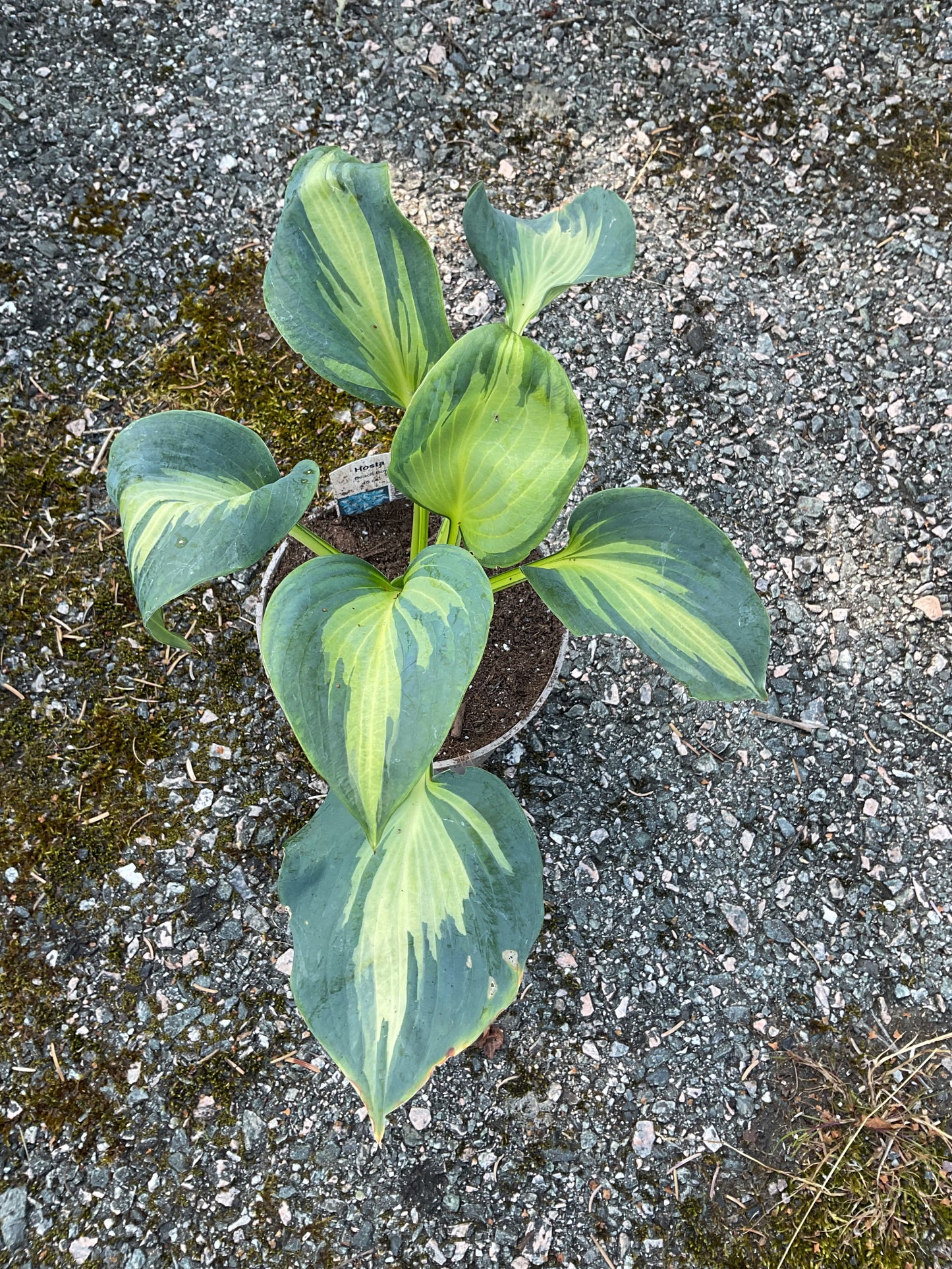 Hosta ‘Beach Boy’