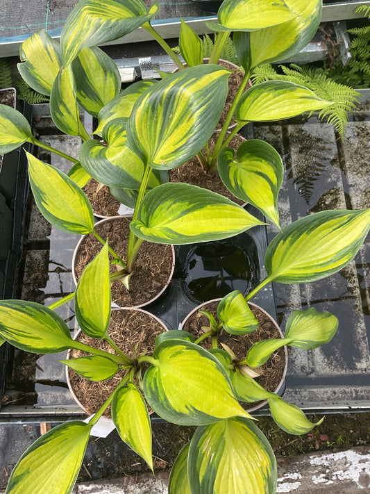 Hosta ‘Justine’ P15