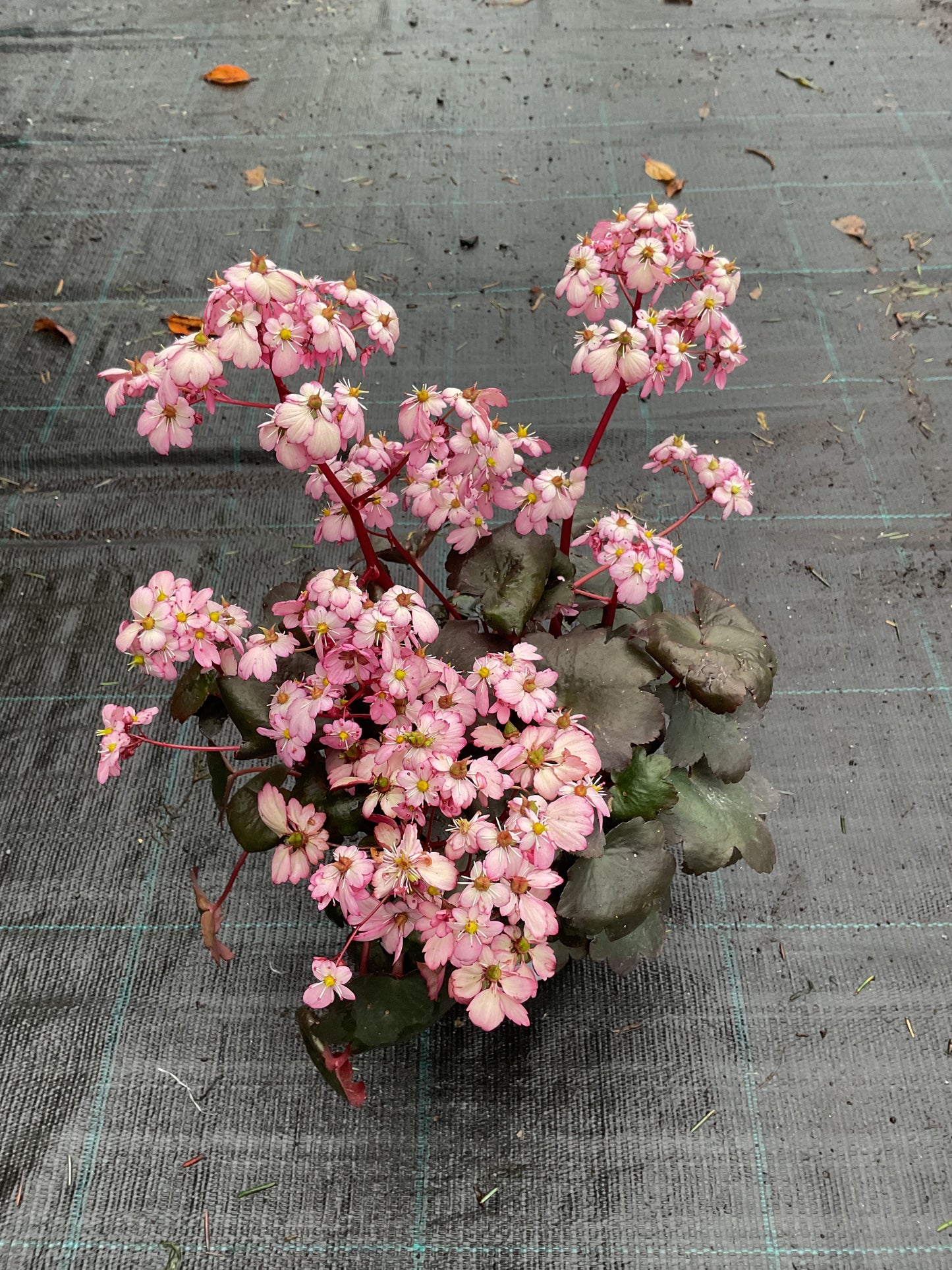 Saxifraga cortusifolia ‘Dancing Pixies Tilda’ P13